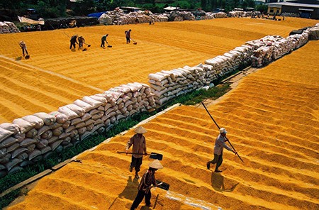 Session de la Commission des statistiques agricoles pour l’Asie et le Pacifique - ảnh 1