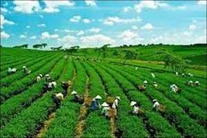 La BAD aide la production agricole à faible émission de carbone au Vietnam  - ảnh 1