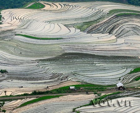 Mu Cang Chai’s legendary terraced fields - ảnh 2