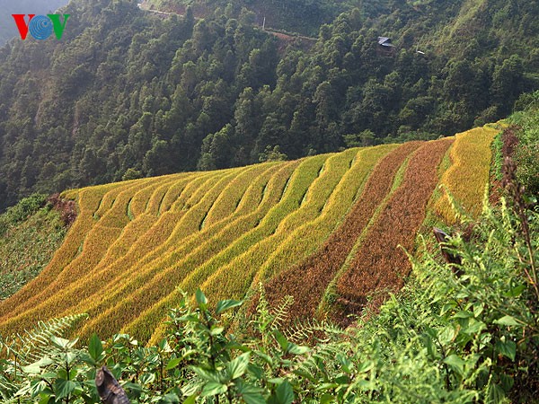 Mu Cang Chai’s legendary terraced fields - ảnh 1