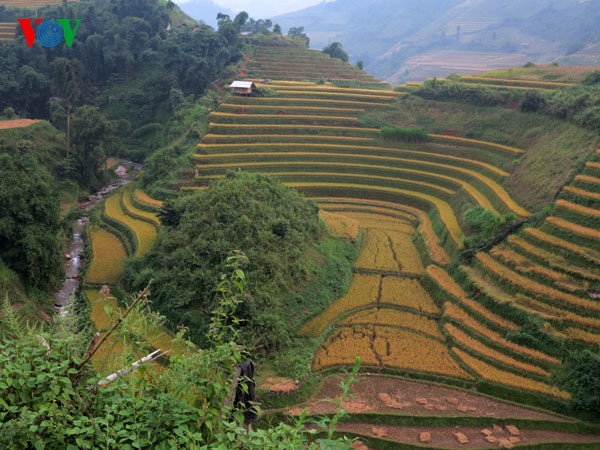 Mu Cang Chai’s legendary terraced fields - ảnh 3