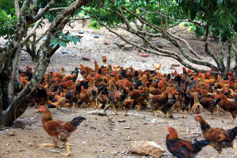 Building new rural areas in Dong Tam, Bac Giang - ảnh 1