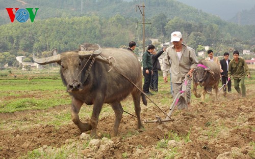 New Year’s “Going to the field” festival of the Giay - ảnh 2