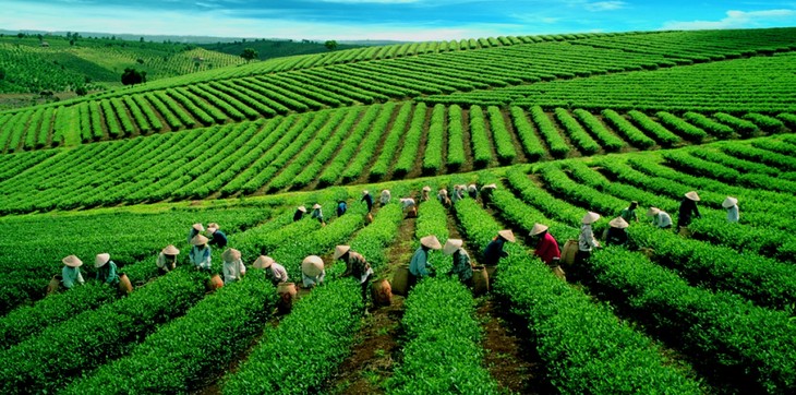 Yen Bai hosts first Shan Tuyet Tea Festival  - ảnh 1