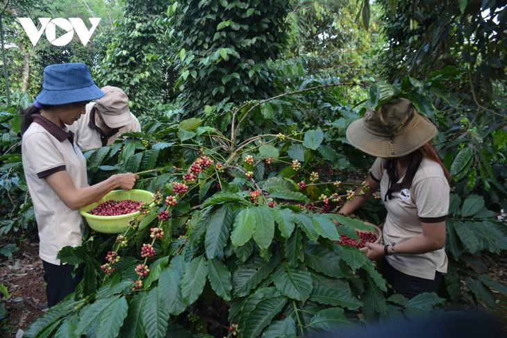 Ample room for Vietnamese coffee in Algerian market: Trade Counsellor - ảnh 1