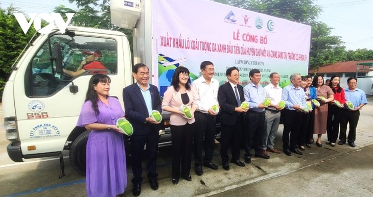 An Giang exports first green-peel elephant mangos to Australia, US - ảnh 1