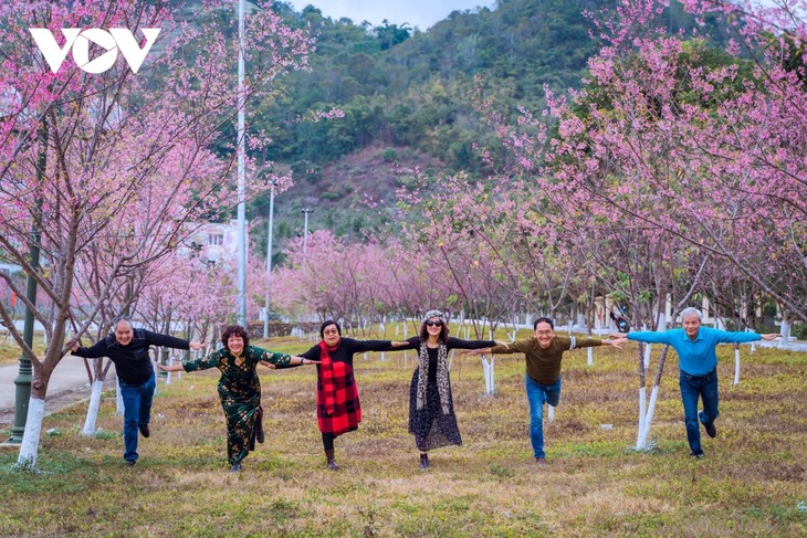 13,000 people make spring tours of Moc Chau Plateau - ảnh 1