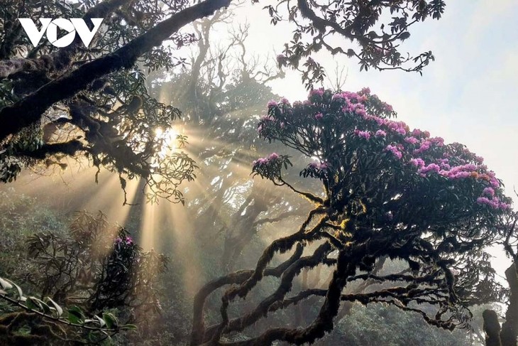 Pu Ta Leng, a ‘fairyland’ in Hoang Lien Son mountain range - ảnh 1