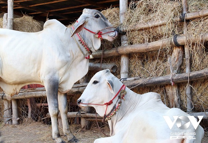 Ta Ngao cow market in An Giang province - ảnh 2