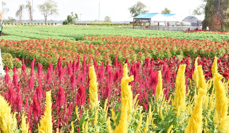 Flower farms busy ahead of Lunar New Year - ảnh 1