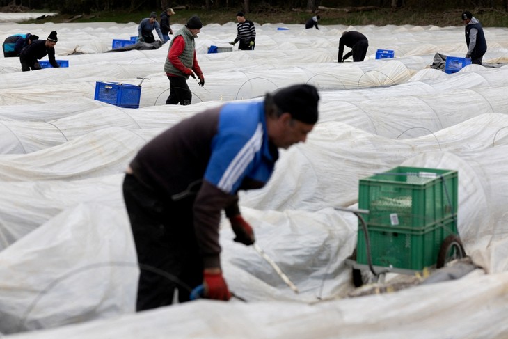 Eurozone's GDP sees stronger-than-expected growth - ảnh 1