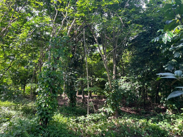 Hanoi Botanical Garden boasts rare plant species, beauty of nature - ảnh 2