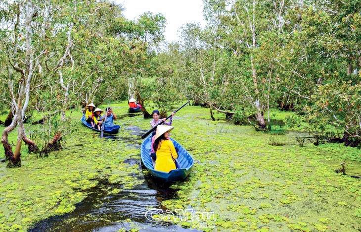 Exploring U Minh Ha cajuput forest by wooden sampan - ảnh 2