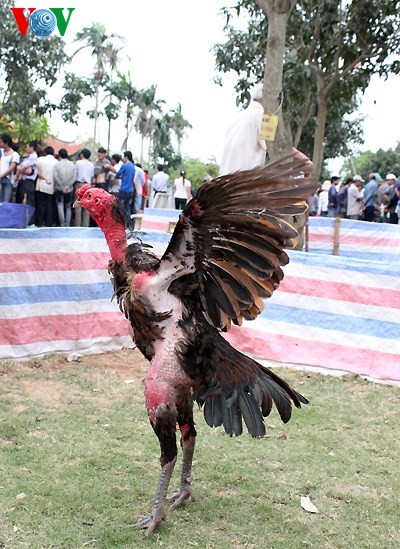 Sabung ayam: bentuk hiburan populer yang sudah ada sejak lama - ảnh 6