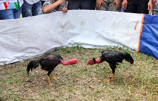 Sabung ayam: bentuk hiburan populer yang sudah ada sejak lama - Bab 3