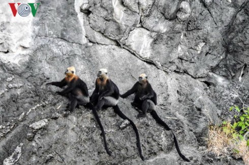 Langur safe-guarders on Cat Ba Island  - ảnh 1