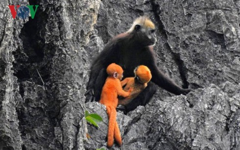 Langur safe-guarders on Cat Ba Island  - ảnh 2