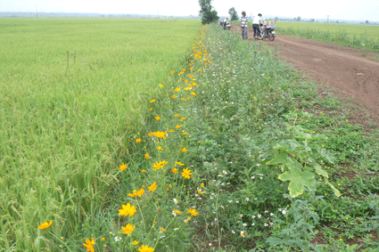 “Rice field with flower bank” model  - ảnh 1