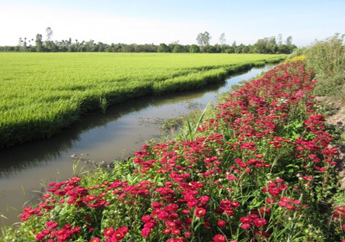 “Rice field with flower bank” model  - ảnh 2