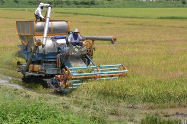 Sustainable agriculture development in ASEAN integration - ảnh 1