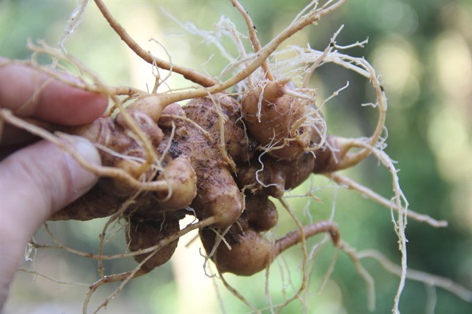  Quang Nam hosts first Ngoc Linh ginseng market - ảnh 1