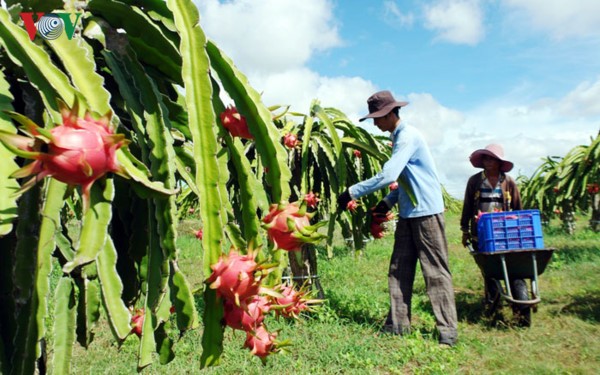 Binh Thuan’s blue dragon fruit targets demanding markets - ảnh 1