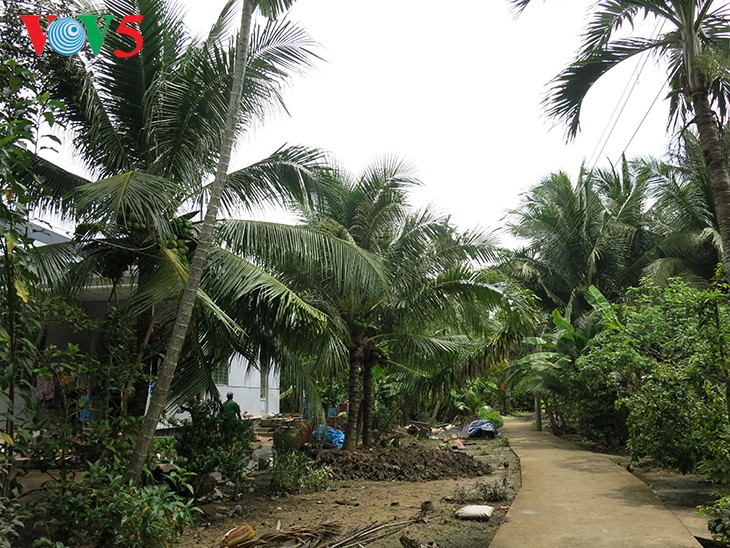 Ben Tre’s vast coconut groves - ảnh 4