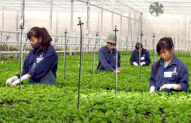 High-tech farming model helps farmers escape poverty - ảnh 1