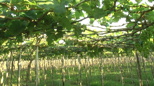 Ninh Thuan promotes tourism in vineyards - ảnh 2