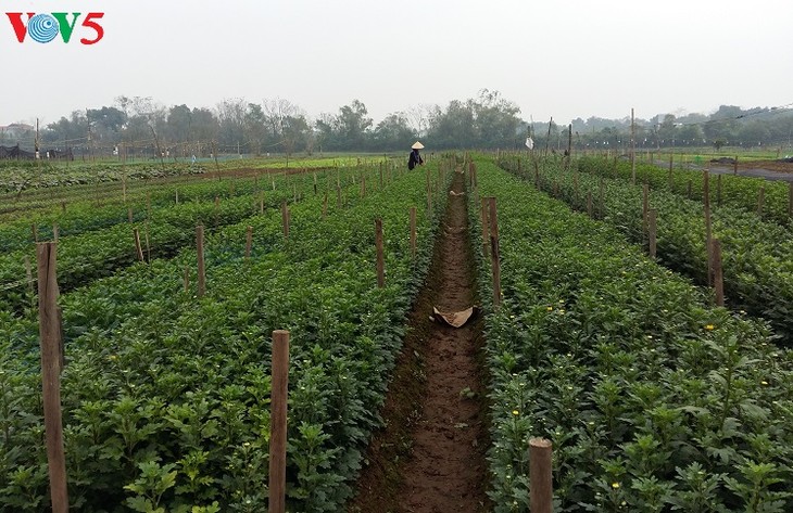 Phu Van village harvests flowers for Tet - ảnh 3