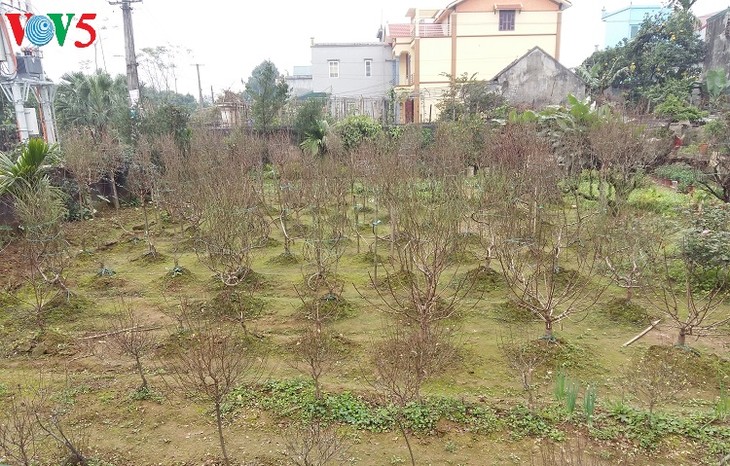 Phu Van village harvests flowers for Tet - ảnh 2