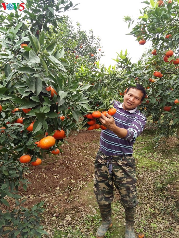 Phu Van village harvests flowers for Tet - ảnh 4