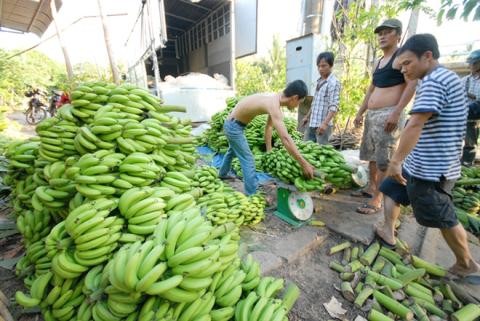 Vietnam applies high-tech in agriculture production  - ảnh 2