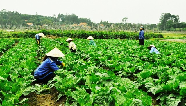 One Commune, One Product program develops rural economy - ảnh 1