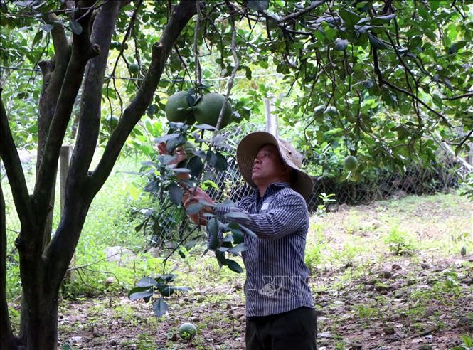 Ninh Thuan's pomelo receives code for export to US - ảnh 1