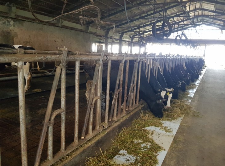 Tan Tai Loc dairy farm - a role model in Soc Trang  - ảnh 1