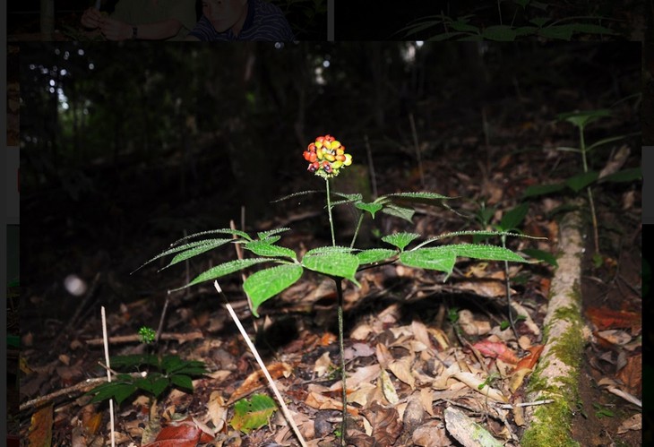 Quang Nam province finds ways to promote Ngoc Linh ginseng internationally - ảnh 1