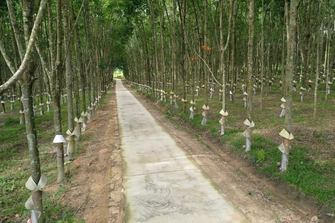 Vietnam greenifies its rubber industry - ảnh 1