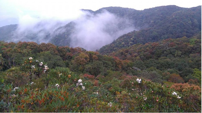 Quang Nam’s mountain district combines forest protection with people’s livelihoods - ảnh 1