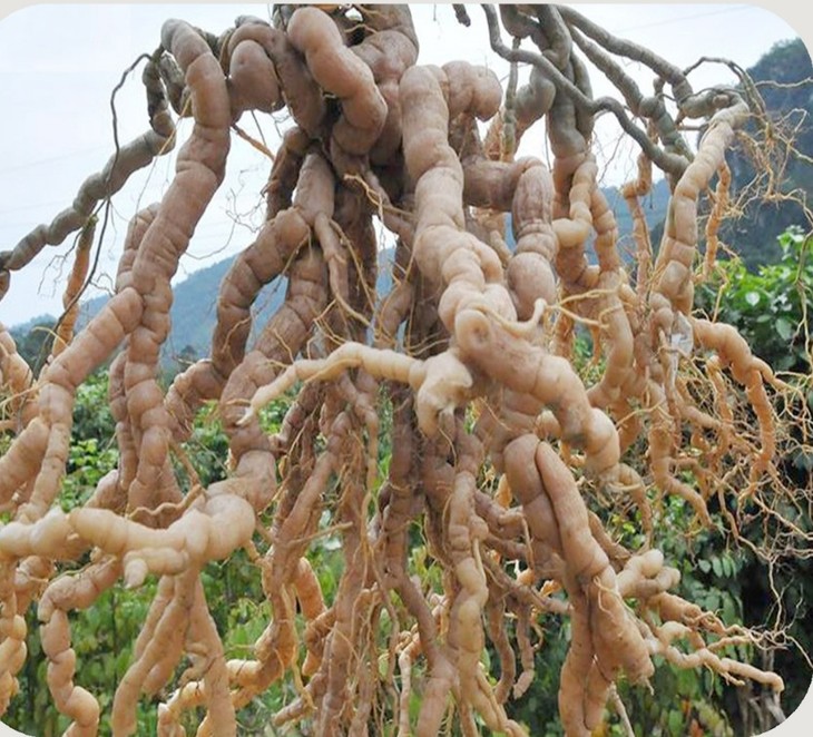 Ba kich medicinal herb helps Co Tu ethnic people escape poverty - ảnh 2