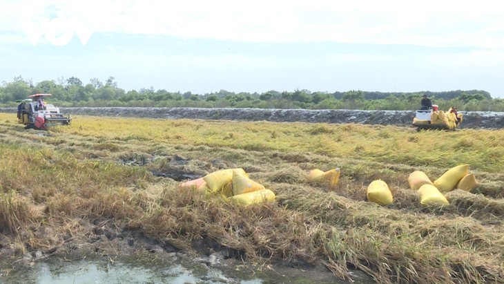 Spring in Bac Lieu province’s rice-shrimp fields  - ảnh 2