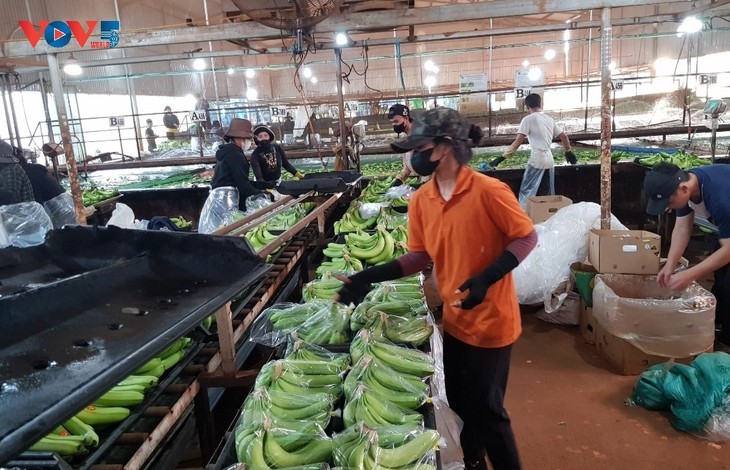 Gia Lai province applies high-tech to banana exports - ảnh 2