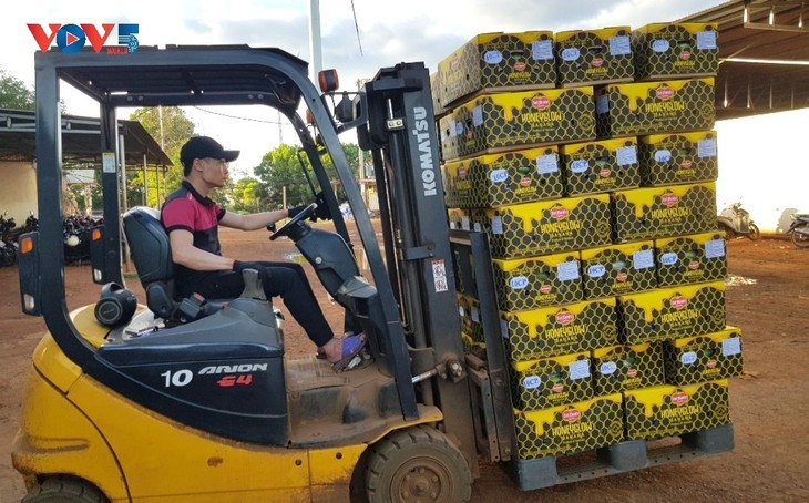 Gia Lai province applies high-tech to banana exports - ảnh 3