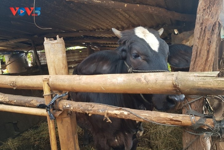 Disadvantaged people given breeding cows to improve livelihood in Gia Lai  - ảnh 1