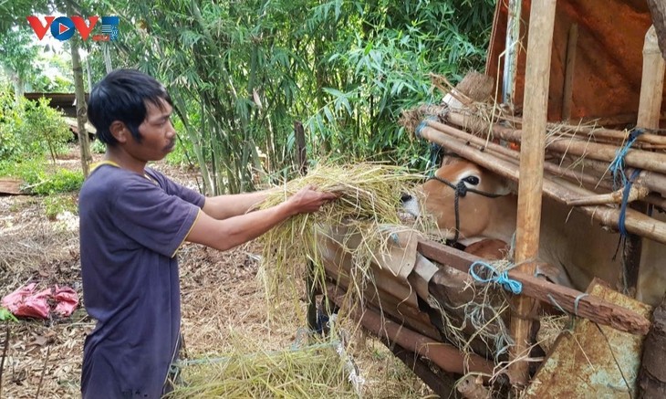 Disadvantaged people given breeding cows to improve livelihood in Gia Lai  - ảnh 2