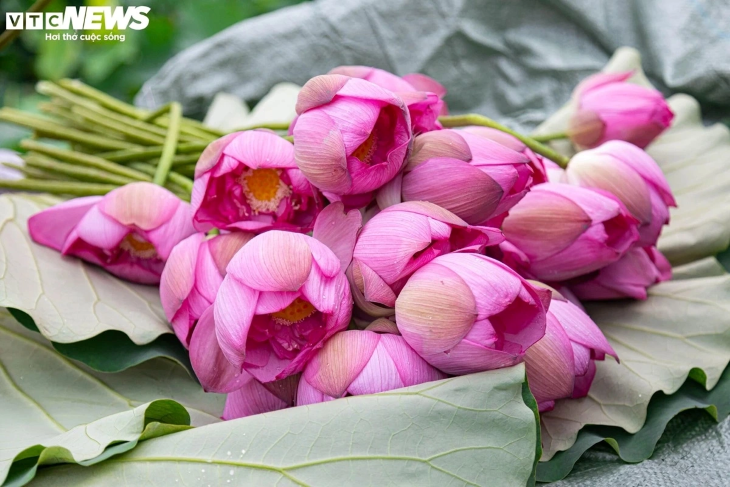 Hanoi’s lotus season returns, filling West Lake with color and scent - ảnh 2