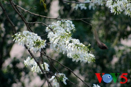 纯洁的白色黄檀树花 - ảnh 1