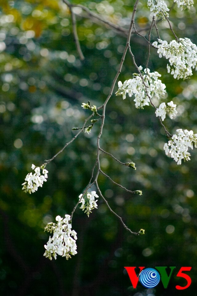 纯洁的白色黄檀树花 - ảnh 3