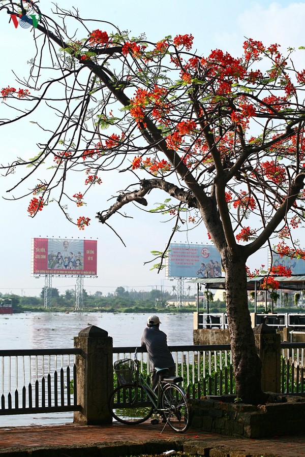 Ấn tượng vẻ đẹp sông nước của thành phố Hồ Chí Minh - ảnh 7