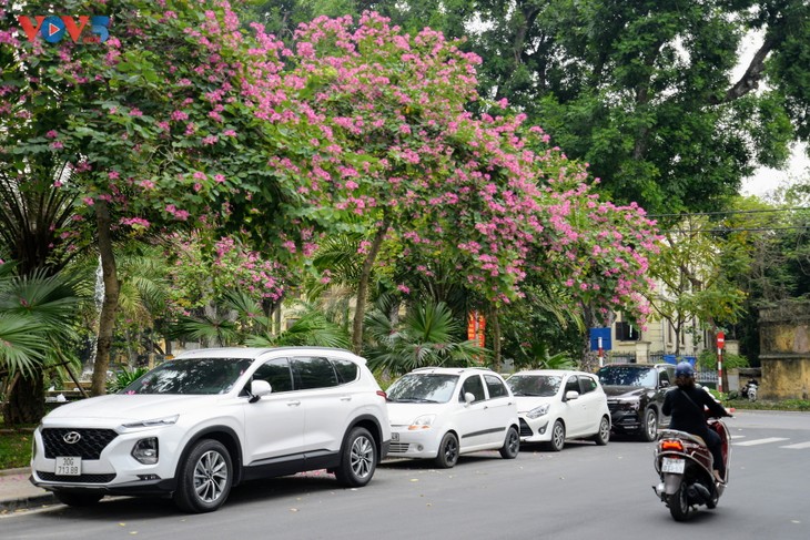 Hoa Ban Tây Bắc nở sớm giữa thủ đô Hà Nội - ảnh 9